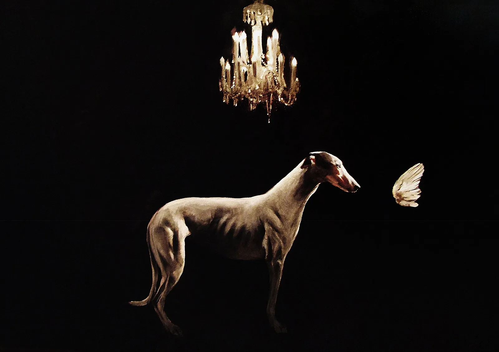 Greyhound