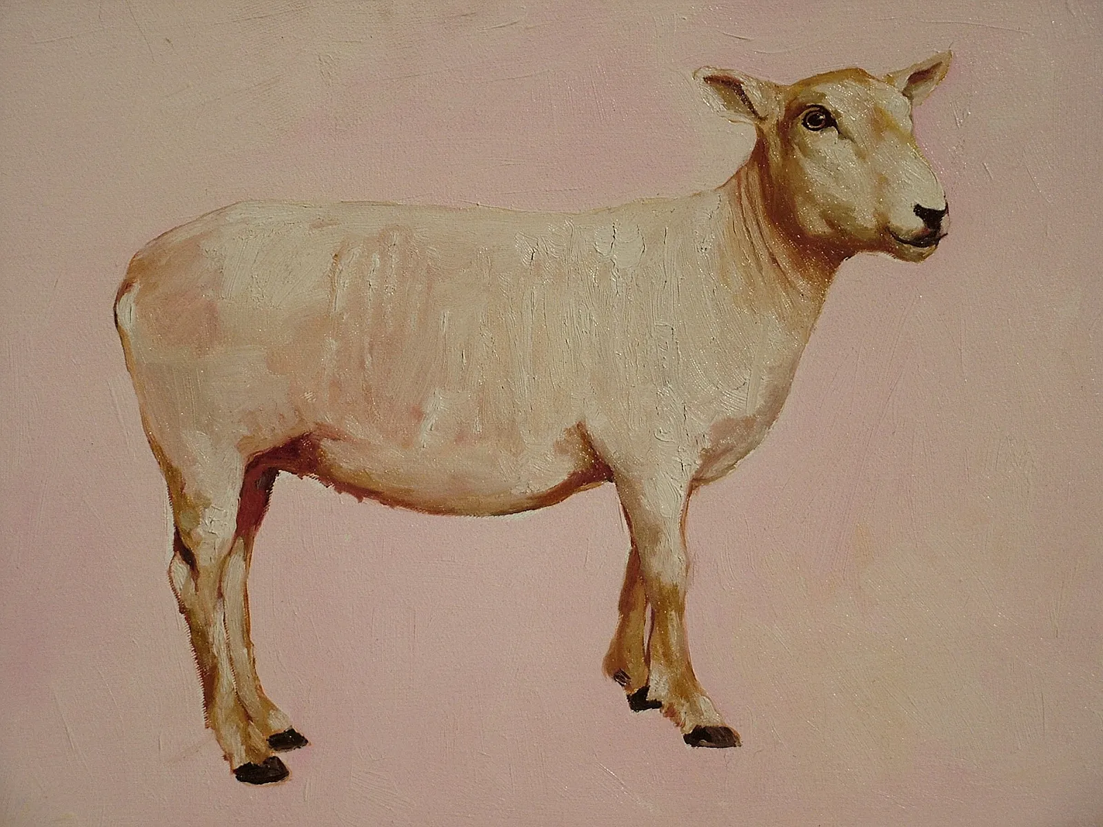 Lamb