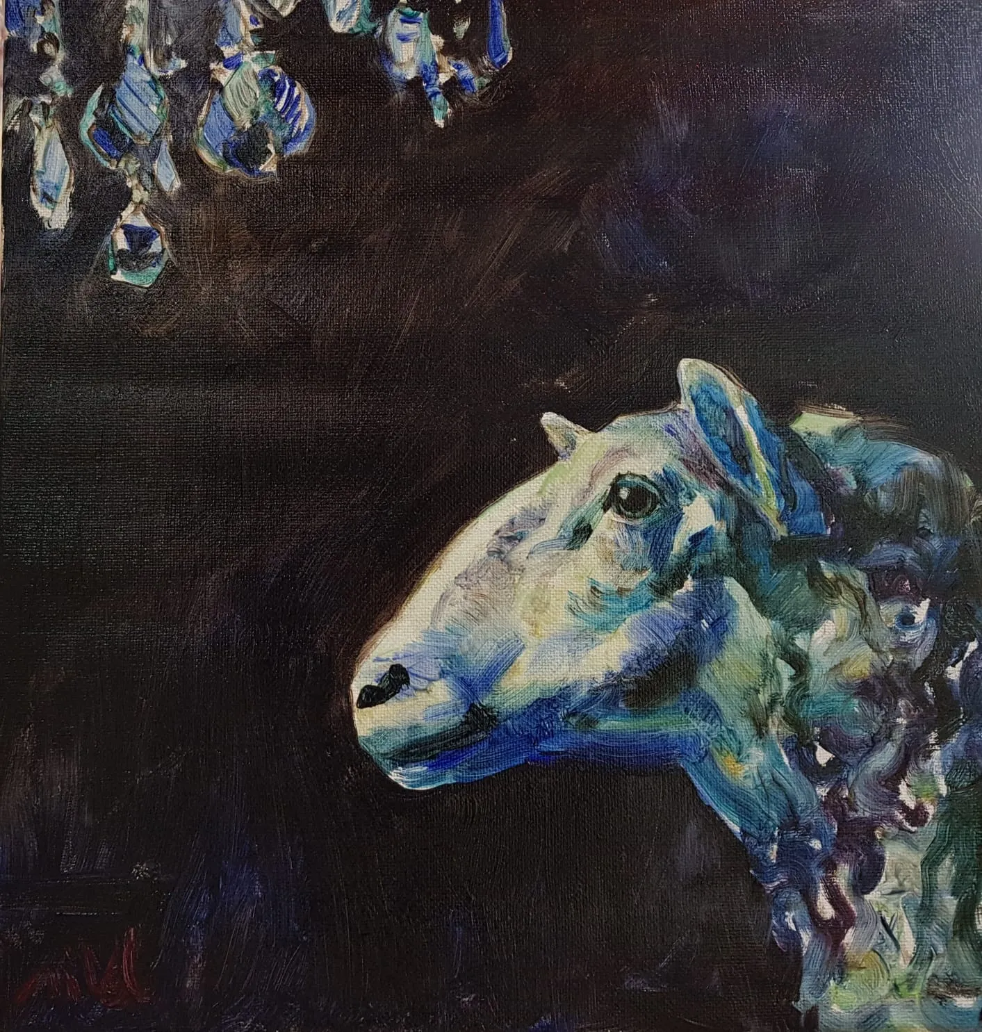 Blue Sheep