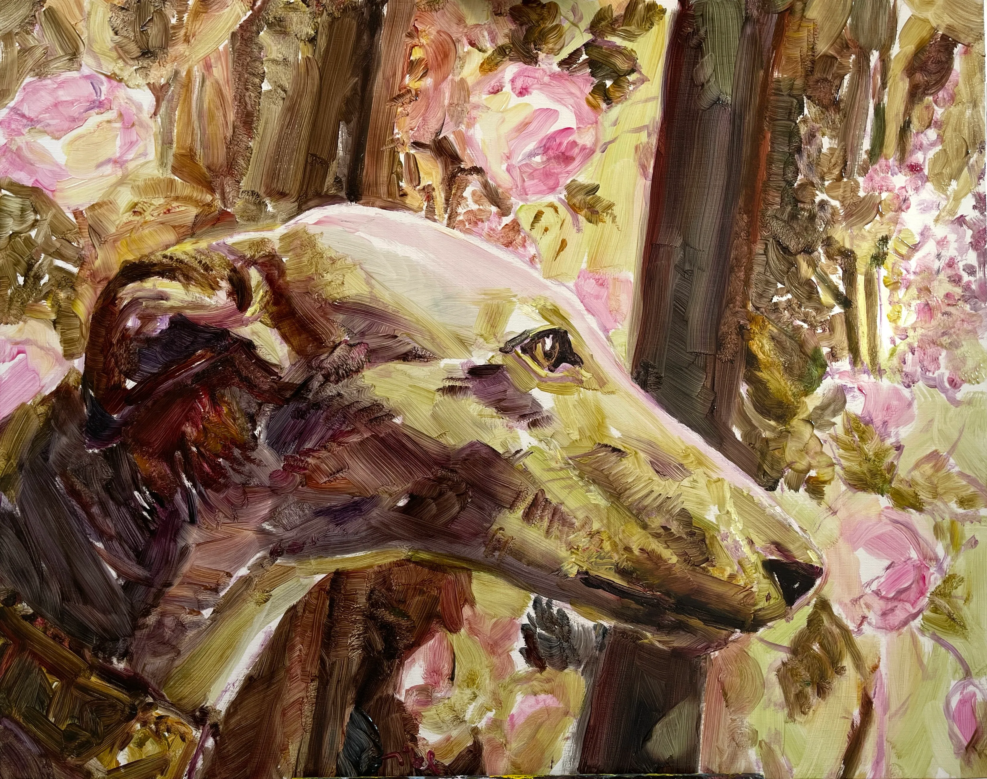 Greyhound in Bloom